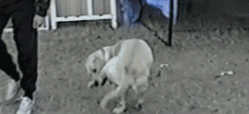 dog-bites-his-own-leg